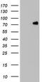 Heterogeneous nuclear ribonucleoprotein M antibody, CF803107, Origene, Western Blot image 