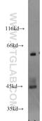 PDZ And LIM Domain 7 antibody, 17080-1-AP, Proteintech Group, Western Blot image 