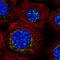Zinc Finger Protein 454 antibody, NBP1-81948, Novus Biologicals, Immunofluorescence image 