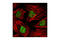 Histone Deacetylase 3 antibody, 3949T, Cell Signaling Technology, Immunocytochemistry image 