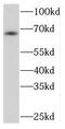 Protein Kinase C Zeta antibody, FNab06487, FineTest, Western Blot image 