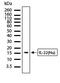 Interleukin 22 antibody, 710084, Invitrogen Antibodies, Western Blot image 