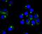 Protein Kinase CAMP-Dependent Type II Regulatory Subunit Beta antibody, A04943, Boster Biological Technology, Immunocytochemistry image 