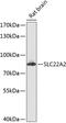 SLC22A2 antibody, GTX64738, GeneTex, Western Blot image 