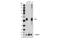 ETS Transcription Factor ERG antibody, 97249S, Cell Signaling Technology, Western Blot image 