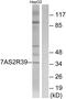 Taste 2 Receptor Member 39 antibody, GTX87966, GeneTex, Western Blot image 