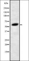 Lumican antibody, orb378157, Biorbyt, Western Blot image 