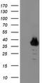 Zinc Finger Protein 397 antibody, CF503687, Origene, Western Blot image 