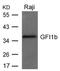 Growth Factor Independent 1B Transcriptional Repressor antibody, 79-763, ProSci, Western Blot image 