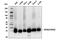 Replication Protein A2 antibody, 35869T, Cell Signaling Technology, Western Blot image 