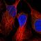 Oxidation Resistance 1 antibody, HPA027380, Atlas Antibodies, Immunofluorescence image 