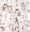Homeobox protein DBX1 antibody, 6455, ProSci, Immunohistochemistry frozen image 