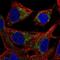 Mitochondrial-processing peptidase subunit beta antibody, NBP2-56461, Novus Biologicals, Immunofluorescence image 