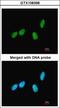 IK Cytokine antibody, GTX108398, GeneTex, Immunofluorescence image 