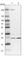 VPS28 Subunit Of ESCRT-I antibody, HPA024688, Atlas Antibodies, Western Blot image 