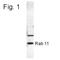 RAB11A, Member RAS Oncogene Family antibody, NB120-3612, Novus Biologicals, Western Blot image 