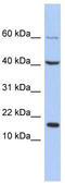 Protein atonal homolog 7 antibody, TA341460, Origene, Western Blot image 