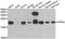 Peptidyl-TRNA Hydrolase 2 antibody, LS-C334739, Lifespan Biosciences, Western Blot image 