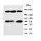 p53BP1 antibody, orb97102, Biorbyt, Western Blot image 