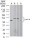 5-Hydroxytryptamine Receptor 7 antibody, TA336340, Origene, Western Blot image 