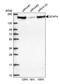 SR-Related CTD Associated Factor 4 antibody, PA5-53780, Invitrogen Antibodies, Western Blot image 