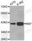 MAF BZIP Transcription Factor antibody, A3614, ABclonal Technology, Western Blot image 
