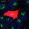Golgi reassembly-stacking protein 1 antibody, NBP2-02665, Novus Biologicals, Immunofluorescence image 