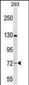 Nucleolar Protein 4 antibody, PA5-48839, Invitrogen Antibodies, Western Blot image 