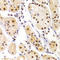 Heterogeneous Nuclear Ribonucleoprotein A1 antibody, LS-C349188, Lifespan Biosciences, Immunohistochemistry frozen image 