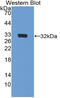 Fibrillin 3 antibody, MBS2028619, MyBioSource, Western Blot image 