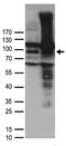 Transient receptor potential cation channel subfamily V member 1 antibody, TA890016, Origene, Western Blot image 