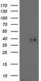 Translocase Of Outer Mitochondrial Membrane 34 antibody, CF503257, Origene, Western Blot image 
