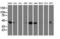 DnaJ Heat Shock Protein Family (Hsp40) Member A2 antibody, LS-C172377, Lifespan Biosciences, Western Blot image 