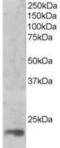 Mago Homolog, Exon Junction Complex Subunit antibody, NB300-938, Novus Biologicals, Western Blot image 