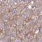 Syndecan Binding Protein antibody, FNab08458, FineTest, Immunohistochemistry frozen image 