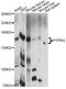 Receptor-type tyrosine-protein phosphatase gamma antibody, LS-C749261, Lifespan Biosciences, Western Blot image 