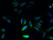Growth Hormone Inducible Transmembrane Protein antibody, A59226-100, Epigentek, Immunofluorescence image 
