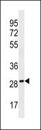 Phosphatidylethanolamine Binding Protein 4 antibody, LS-C158568, Lifespan Biosciences, Western Blot image 