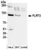 Fibronectin Leucine Rich Transmembrane Protein 3 antibody, NBP2-36566, Novus Biologicals, Western Blot image 