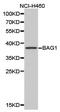 HAP antibody, TA326929, Origene, Western Blot image 