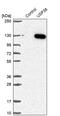 Ubiquitin Specific Peptidase 38 antibody, PA5-61628, Invitrogen Antibodies, Western Blot image 