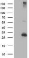 Regulatory Factor X Associated Ankyrin Containing Protein antibody, CF504270, Origene, Western Blot image 