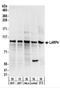 La Ribonucleoprotein Domain Family Member 4 antibody, NBP2-22254, Novus Biologicals, Western Blot image 