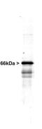 Internexin Neuronal Intermediate Filament Protein Alpha antibody, LS-B10413, Lifespan Biosciences, Western Blot image 