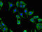 Calcium Binding Protein 2 antibody, orb52102, Biorbyt, Immunofluorescence image 