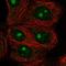 IMP U3 Small Nucleolar Ribonucleoprotein 4 antibody, HPA066222, Atlas Antibodies, Immunocytochemistry image 