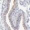 RIB43A Domain With Coiled-Coils 2 antibody, HPA003210, Atlas Antibodies, Immunohistochemistry frozen image 