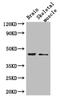 Adherens Junctions Associated Protein 1 antibody, LS-C502145, Lifespan Biosciences, Western Blot image 