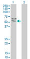 Mitogen-Activated Protein Kinase Kinase 7 antibody, LS-C133407, Lifespan Biosciences, Western Blot image 