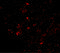Transthyretin antibody, 5157, ProSci Inc, Immunofluorescence image 